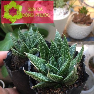 Móng rồng sao biển size bầu - Sen Đá xương rồng cây phong thuỷ văn phòng đẹp