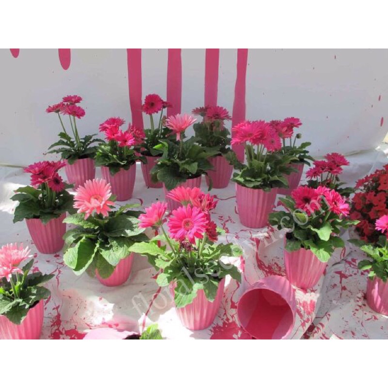 HẠT GIỐNG HOA ĐỒNG TIỀN MIX F1- Loài Hoa May Mắn, Nhiều Tài Lộc,siêu đẹp