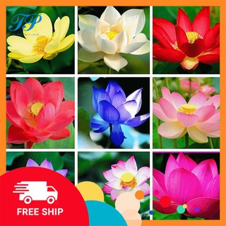 Hạt giống hoa sen nhật mini mix màu - nảy mầm cực chuẩn