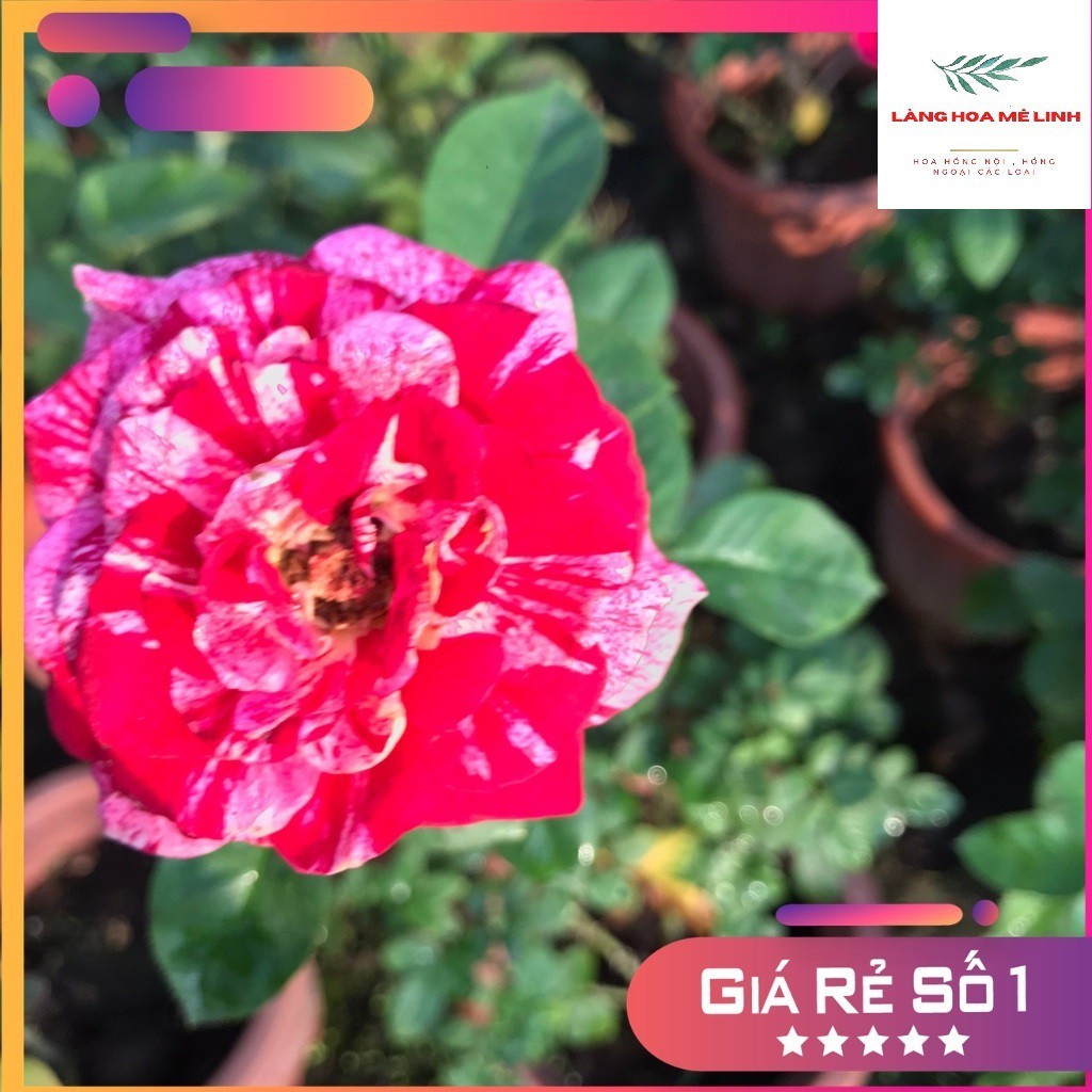 Hoa hồng Bụi Julio Iglesias [🌹☘HƯƠNG THƠM NGỌT NGÀO TỪ XỨ PHÁP🌹☘] 🌷 màu Sọc Đỏ Trắng, hương thơm ngọt ngào🌷