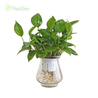 Cây trầu bà thủy sinh – Cây vạn niên thanh thủy sinh để bàn lọc không khí, giảm căng thẳng (Ảnh chụp thật)