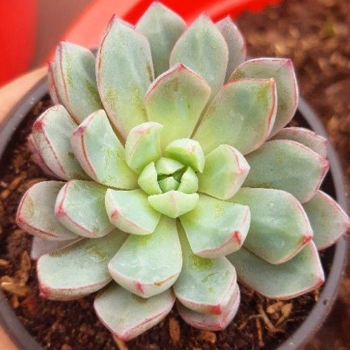 sen đá kim tuyến tím