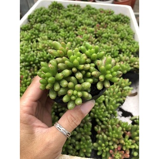 Sen đá các loại ☘️☘️