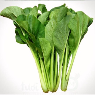cải ngọt xanh sạch 18K [300gr]