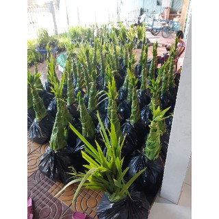 Cây Lan Rẻ Quạt hay (Lan Lúa)