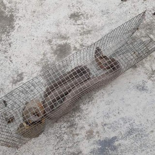 Lồng bẫy rắn thông minh