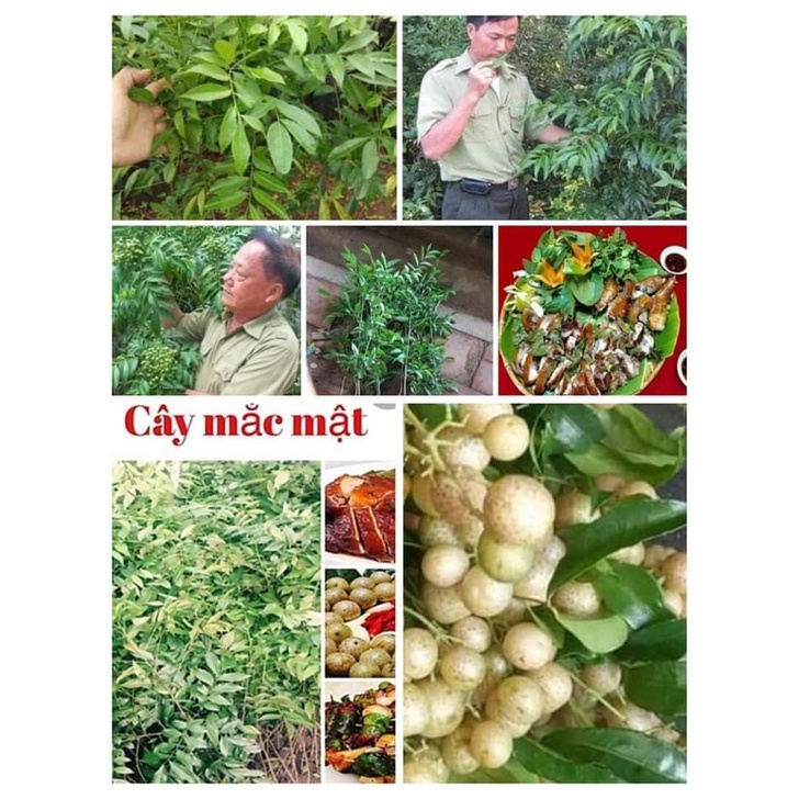Cây mắc mật ăn lá