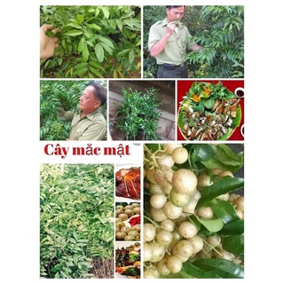 Cây mắc mật ăn lá