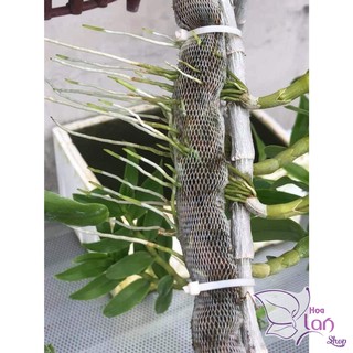 Phân dê cho lan đã qua xử lý - túi lưới 20cm tiện dụng