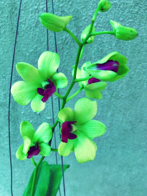 Hoa Lan Denro vàng lưỡi tím thơm nhẹ