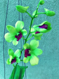 Hoa Lan Denro vàng lưỡi tím thơm nhẹ