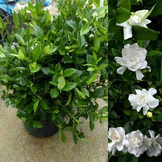 HOA BẠCH THIÊN HƯƠNG CÁNH KÉP TRẮNG THƠM NGÁT-CÂY LỚN