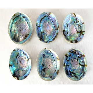 SET TIỆN ÍCH size M (1 Ốc Rainbow M và 1 Đế Gỗ M) SAGE GARDEN