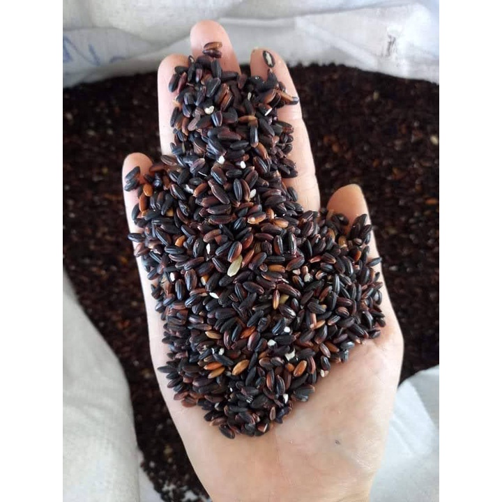 Gạo nếp cẩm Điện Biên