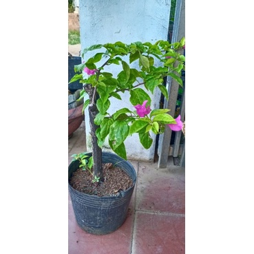 cây hoa giấy màu hồng