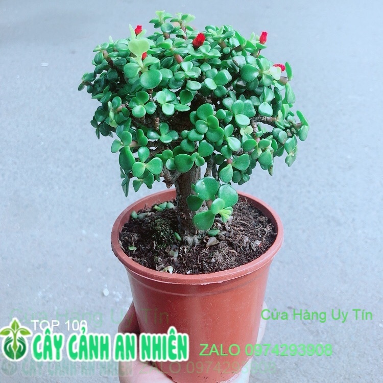 Cây Cành Vàng Lá Ngọc Thân Cổ Thụ