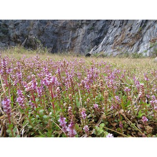 Cây Thủy Sinh Rotala Periya