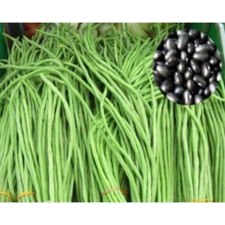 Hạt giống Đậu đũa xanh