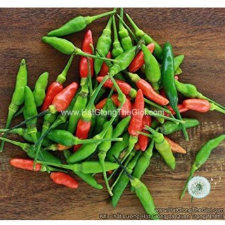 0.1gr hạt giống ớt xiêm thái lan