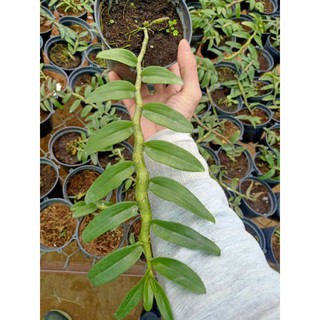 PHI ĐIỆP SEN HỒNG