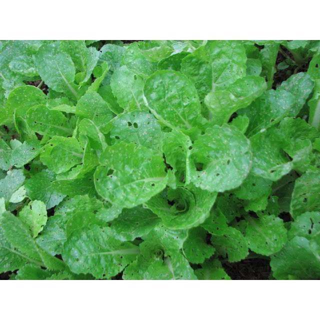 Chế phẩm vi sinh trừ sâu hại trên rau cải, sâu xanh trên rau và cây cảnh -BITADIN gói 20gram VTNN NHẤT VIỆT
