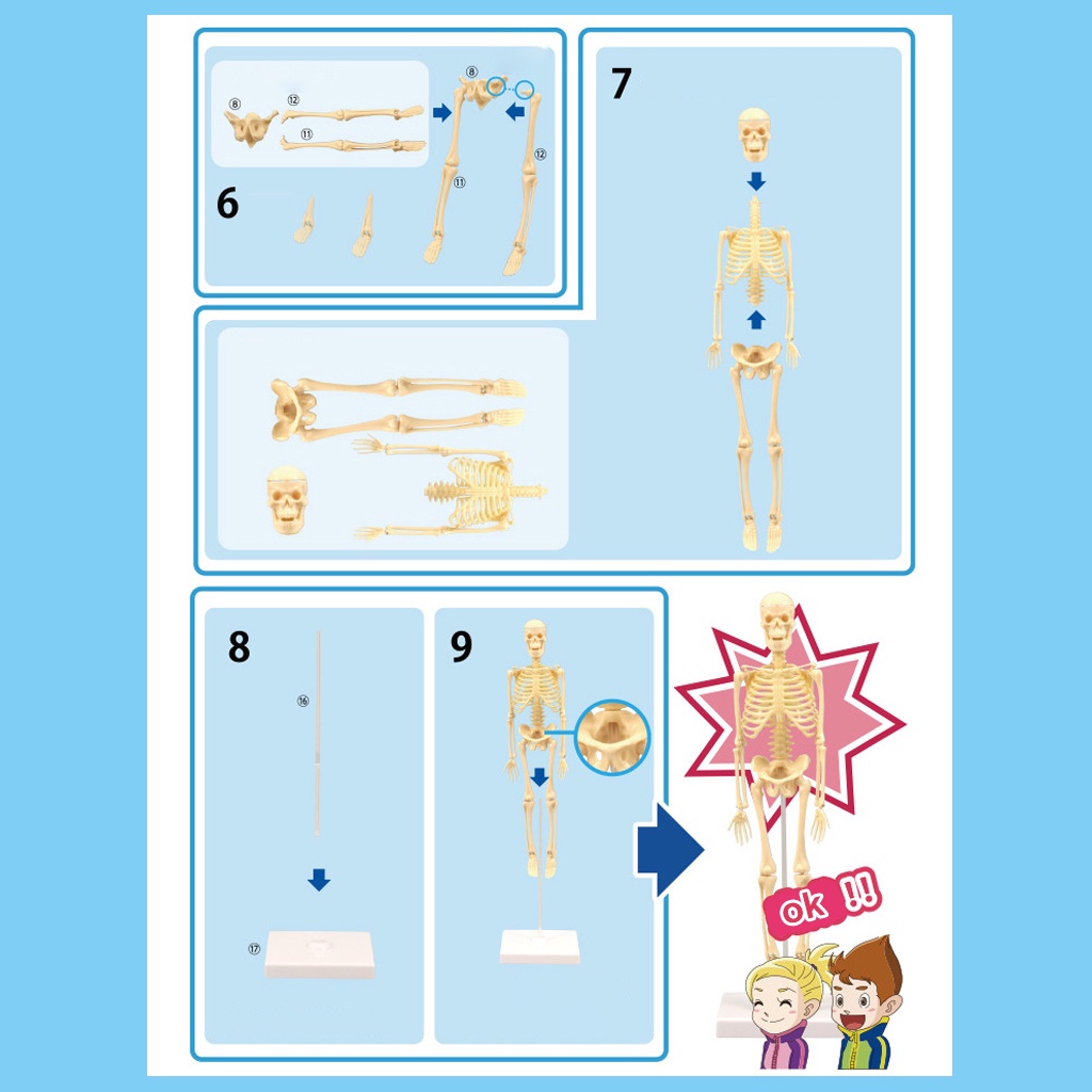 1 Bộ Xương Người Trưng Bày Mô Hình Giải Phẫu Học lzdxwcke2