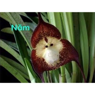 hoa lan mặt khỉ