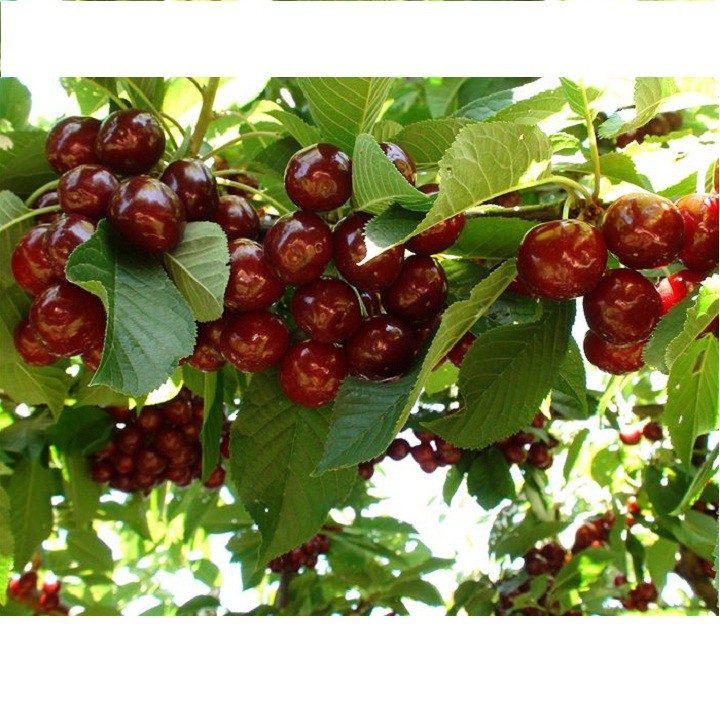 Hạt giống quả cherry - Anh đào gói 10 hạt xuất xứ Mỹ