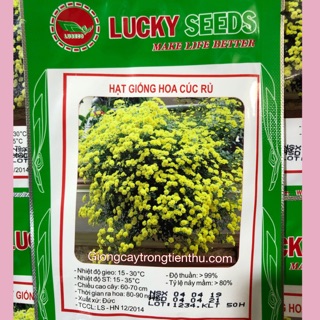 HẠT GIỐNG HOA CÚC RỦ