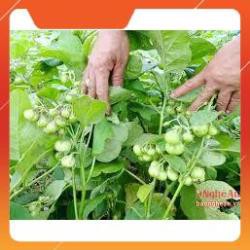 HẠT GIỐNG CÀ PHÁO XANH CAO SẢN