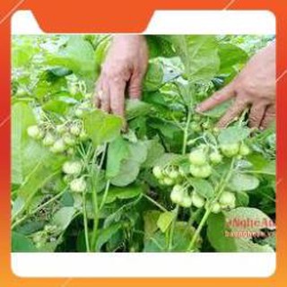 HẠT GIỐNG CÀ PHÁO XANH CAO SẢN