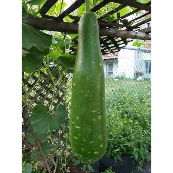 Hạt giống Bầu Sao Bốn Mùa F1 (Monsoon Botter Gourd) Nhập khẩu Thái Lan - 15 Hạt