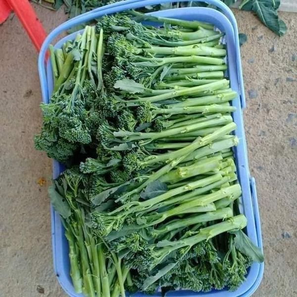 100 hạt giống súp lơ xanh baby