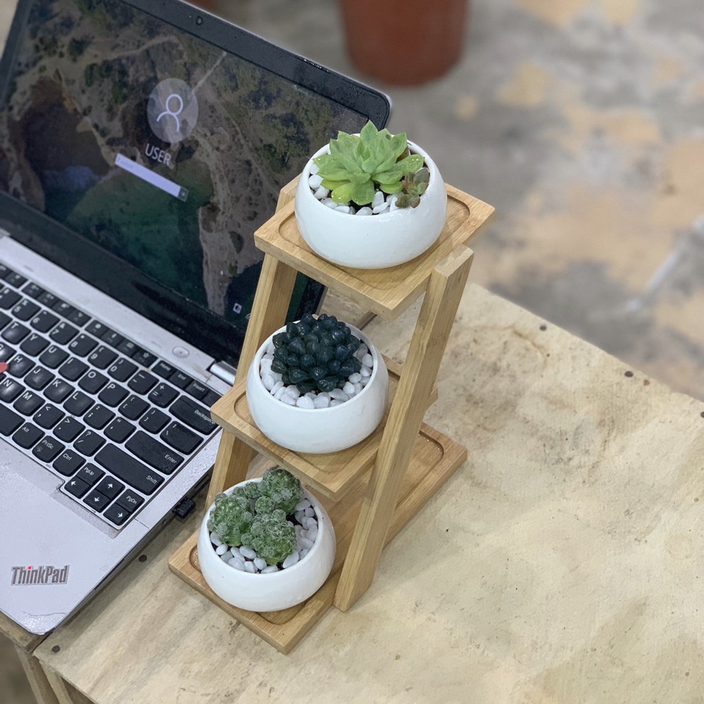 Terrarium, tiểu cảnh sen đá & xương rồng mẫu 002