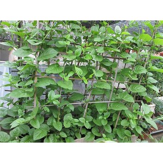 20 Hạt giống rau Mồng Tơi