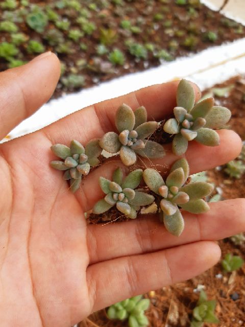 Combo 5 lá sen đá pha lê tím