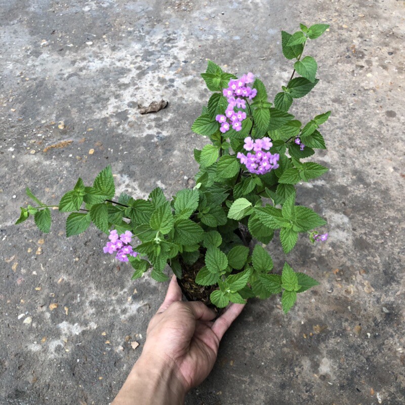 [Cây Trang Trí] Cây hoa ngũ sắc rủ màu tím trồng bịch đen năm ngọn xum xuê nhiều hoa trang trí sân vườn hàng rào