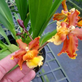 Hoa phong lan vũ nữ cam lửa