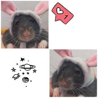 Nón thỏ nhiều màu cho hamster, bọ ú, sóc