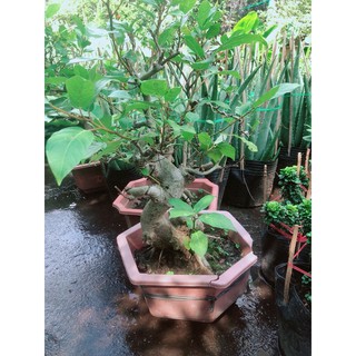 Sung Bonsai