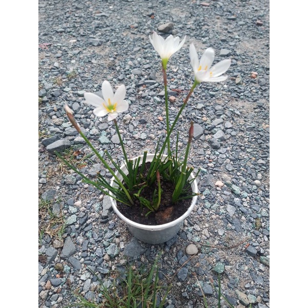 Chậu hoa huệ mưa lily màu hồng ngọt ngào