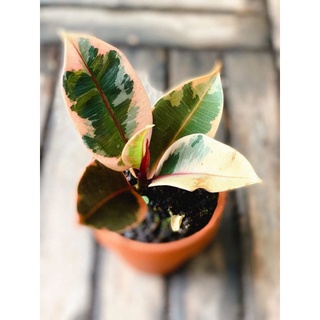 Cây Ficus Tineke Ruby (Cây Đa Cẩm Thạch Ruby) chậu đất nung size nhỏ