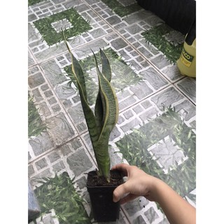 Cây lưỡi hổ xanh