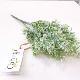 Cây Trang Trí - Cây Cỏ Sữa 30Cm
