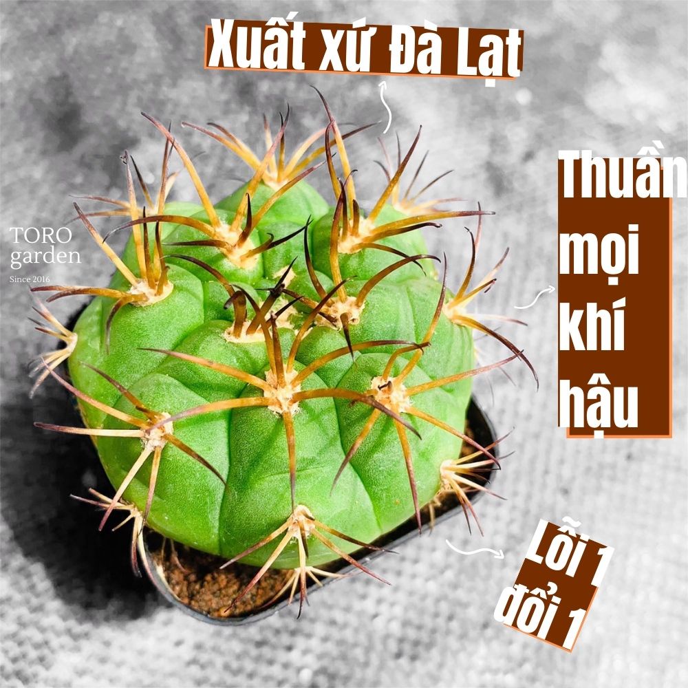 Xương rồng tân thiên địa Đà Lạt size bé cây cảnh trang trí nhà cửa Toro garden
