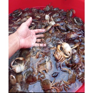 Cua đồng xay 500 gr