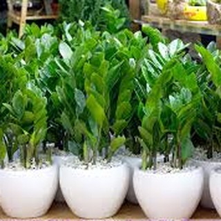 Cây Kim tiền mini để bàn