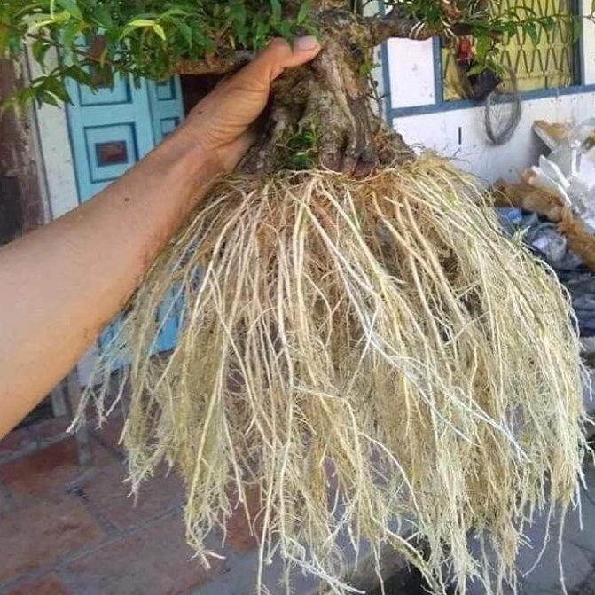 Kích rễ siêu mạnh ⚡️ dùng cho: ươm hạt, triết cành, dâm cành, kích thích tăng trường cho cây ⚡️