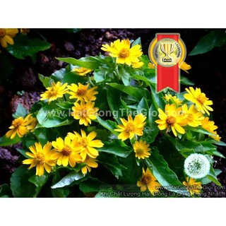 50h Hạt Giống Hoa Cúc Mặt Trời ShowStar F1Pro (| -KD: B16*V74*M239)