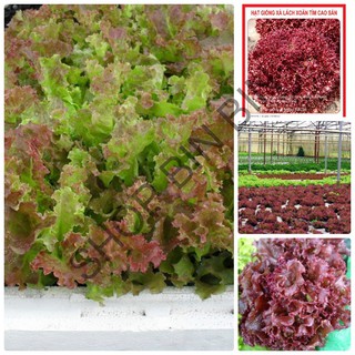 HẠT GIỐNG XÀ LÁCH XOĂN TÍM